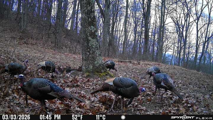 Beautiful 354 acre Prime hunting property in Greene County PA with hills, valleys, streams, woods, small fields, food plots