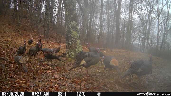 Beautiful 354 acre Prime hunting property in Greene County PA with hills, valleys, streams, woods, small fields, food plots