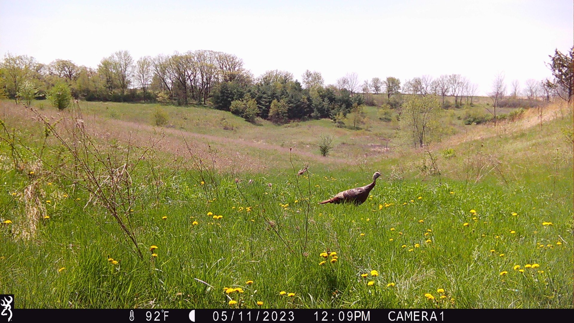 55 Acres in Driftless Wisconsin - 55 acre hunting lease in Iowa, Wisconsin