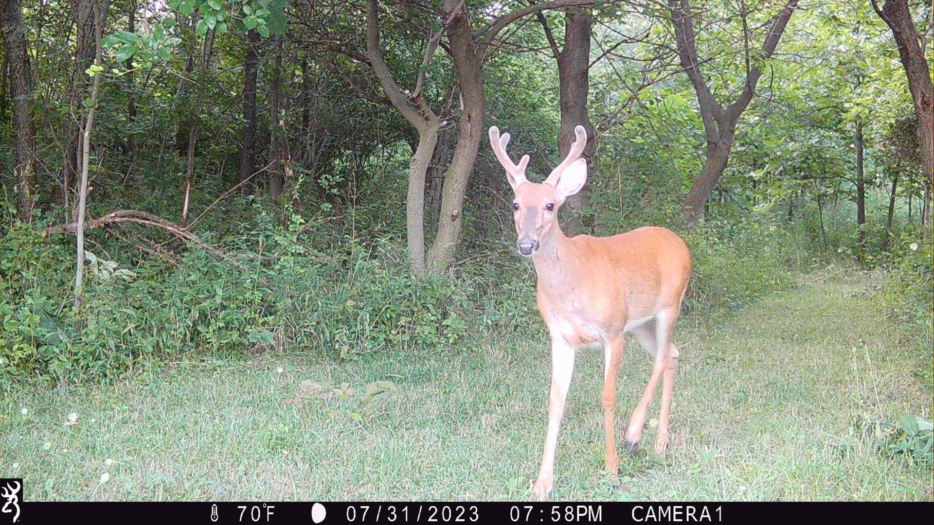 55 Acres in Driftless Wisconsin - 55 acre hunting lease in Iowa, Wisconsin