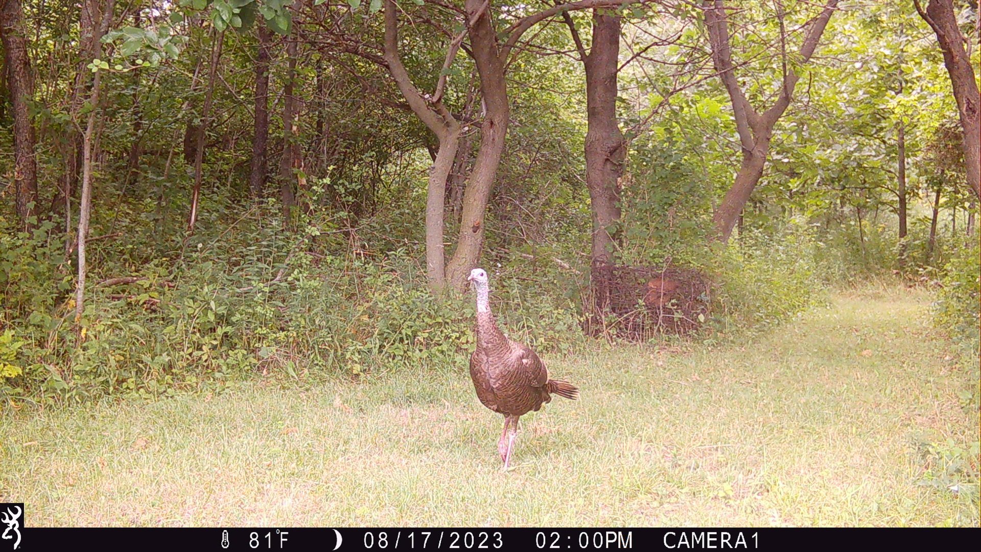55 Acres in Driftless Wisconsin - 55 acre hunting lease in Iowa, Wisconsin