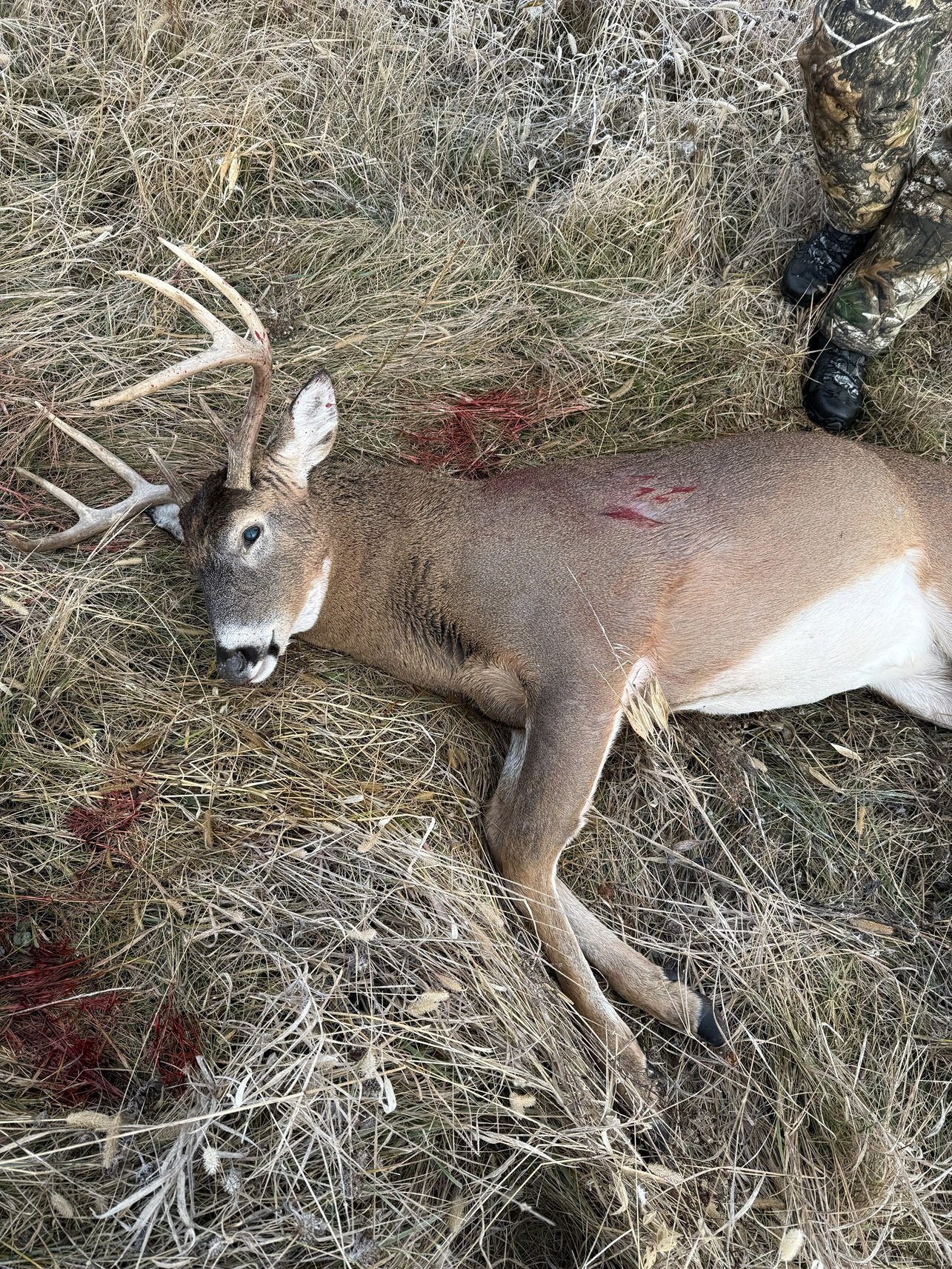 55 Acres in Driftless Wisconsin - 55 acre hunting lease in Iowa, Wisconsin