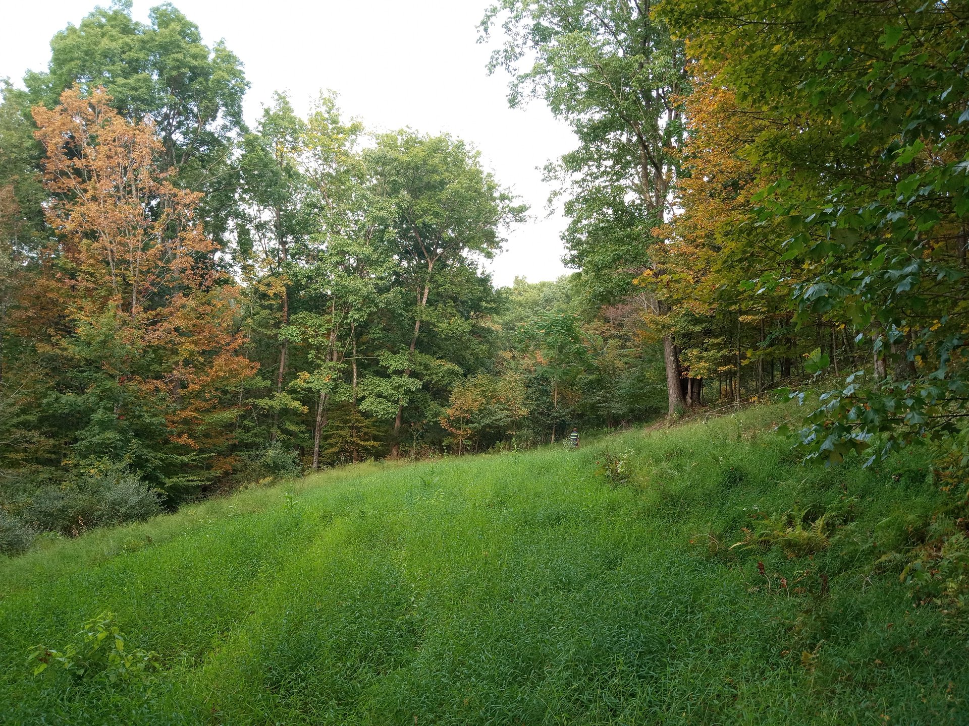 Beautiful 354 acre Prime hunting property in Greene County PA with hills, valleys, streams, woods, small fields, food plots